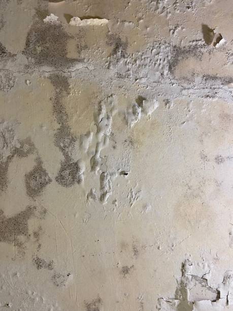 Trusted Hazlehurst, MS Mold Removal Experts
