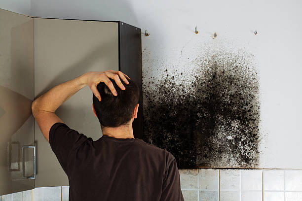 Mold Removal Process in Hazlehurst, MS